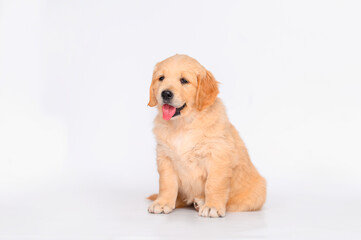 dog puppy golden retriever sits on white background. isolated puppy	