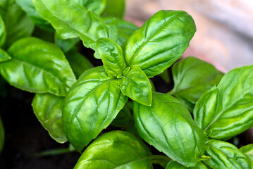 Primo piano di basilico fresco coltivato in vaso 