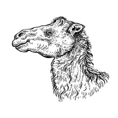 A hand drawn black and white sketch of a head double-humped camel. Vector illustration of Bactrian camel is native to the steppes of Central Asia it enabled the travel of caravans on the Silk Road