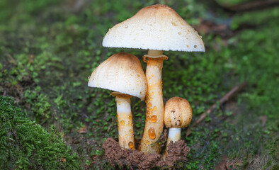 Three mushrooms grow in forest with moss