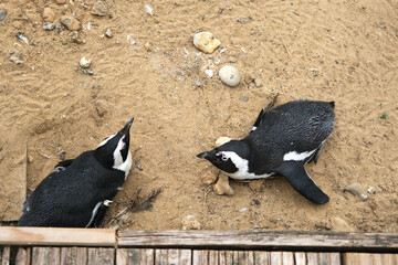A pair of African penguins (Spheniscus demersus).