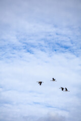 Obraz premium Flock of common cranes flying in cloudy sky, migratory birds in Lapland Finland