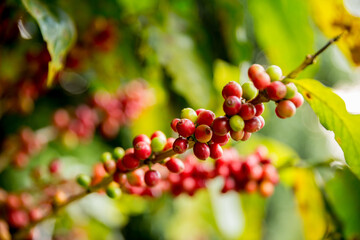 Farmer concept harvest fruit ripe coffee seed robusta arabica berry close up fresh green leaf bean picking orange crop red yellow berries raw plant tree farm growth blur background eco organic garden