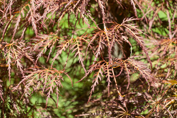 Delicate, feathery branches with reddish-brown foliage of Acer Palmatum Dissectum create lacy pattern, adding texture and subtle autumnal color to lush green background