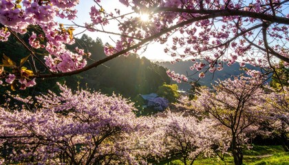 A scenic view showcases blooming cherry trees in a valley, bathed in sunlight, creating a peaceful and picturesque landscape in springtime