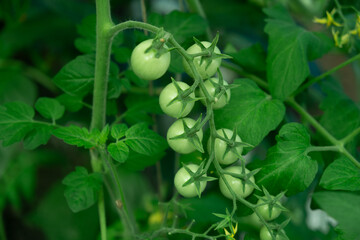 Branch of tomato plant with green tomatoes growing in greenhouse