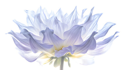 Obraz premium A vibrant light blue dahlia in full bloom, showcasing natural beauty with soft backlighting.