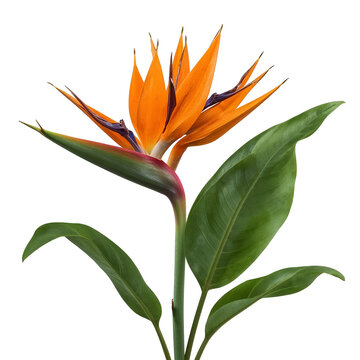 orange flower isolated on white