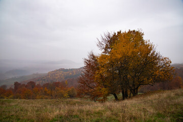 Fototapeta premium Autumn landscape with colorful trees