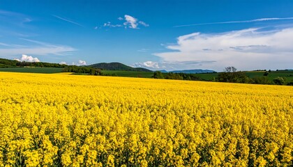 Obraz premium Vast yellow field under a vibrant blue sky