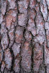 Pine bark