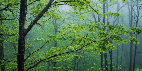 Naklejka premium Lush green forest canopy, bathed in misty morning light, displays vibrant new growth and a tranquil atmosphere.