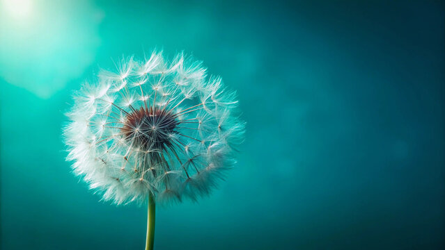 Dandelion Flower Macro – Seed, Plant, Nature, Bloom, Closeup, White, Fluffy, Detail, Summer, Botany, Blossom, Green, Garden, Wild, Natural, Outdoor, Spring, Growth