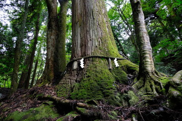 日本、京都、鳥居、神社、石の階段、文化財、木造建築、古代建築、日本文化、歷史名勝、文化財、木、林、綠色、水、川、青空、写真素材	