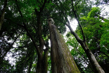 日本、京都、鳥居、神社、石の階段、文化財、木造建築、古代建築、日本文化、歷史名勝、文化財、木、林、綠色、水、川、青空、写真素材	