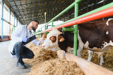 Veterinarian examining cow in modern farm, providing healthcare for livestock