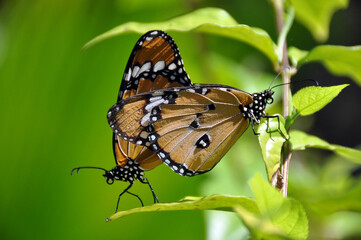 Two beautiful butterflies modeling on a plant
