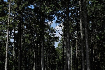 日本、京都,、比叡山、花、山、絶景、景色、春の絶景、ポット、神社、寺院、木造建築旅行、風景、旅、森,、自然、空,、春、木、写真素材	
