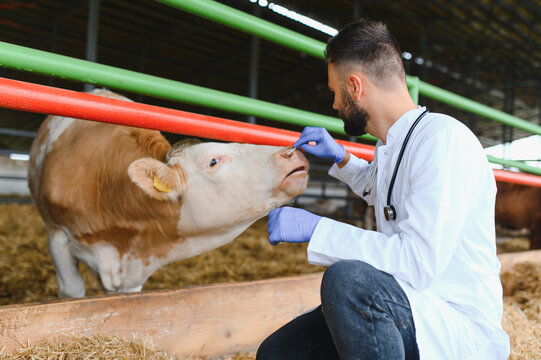 Veterinarian examining cow in barn, providing medical care on farm