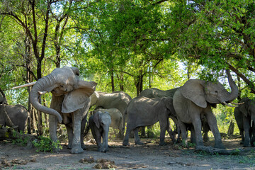 Fototapeta premium Elephant herd in the Kruger National Park in South Africa