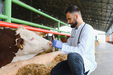 Veterinarian examining a cow in a modern barn using a nasal swab