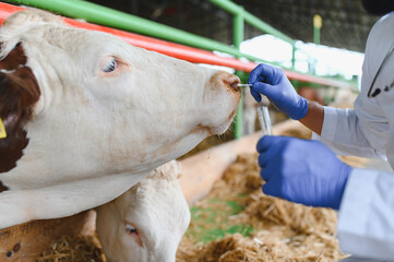 Veterinarian examining cow's nose in modern farm environment © Serhii