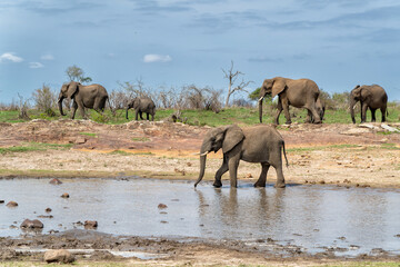 Elephant herd in the Kruger National Park in South Africa