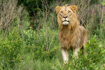 The Lion King. Dominant male lion (Panthera leo) in Hluhluwe National Park in South Africa