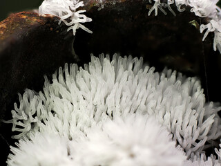 Close up Fungus from Tropical Rainforest.