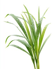 Obraz premium Fresh green grass blades covered in dew drops