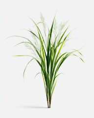 Fototapeta premium Lush green grass tuft (3)