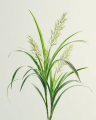 Green grass-like plant, light-colored seedheads