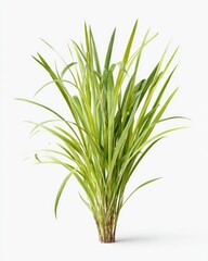 Obraz premium Lush green grass tuft against white (8)