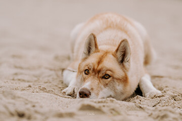 SIBERIAN HUSKY ON THE BEACH IN THE BEACH