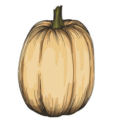 Pumpkin vegetable Fall and Autumn Element. Pumpkins Color Hand Drawn Illustration. Thanksgiving design elements.