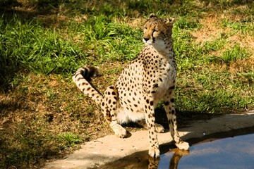 Cheetah sitting on the grass next to a watering hole.