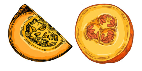 Pumpkin vegetable Fall and Autumn Element. Pumpkins Color Hand Drawn Illustration. Thanksgiving design elements.