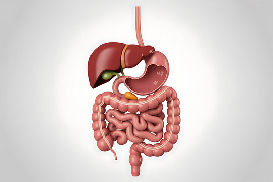 3d medical illustration of the human digestive system with stomach liver intestines and pancreas in anatomical cutaway view