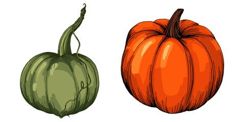 Pumpkin vegetable Fall and Autumn Element. Pumpkins Color Hand Drawn Illustration. Thanksgiving design elements.
