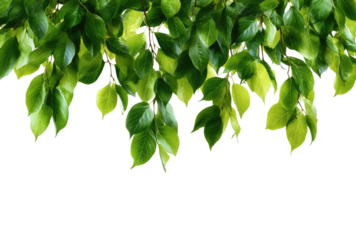 Lush green leaves cascading downward against a black background