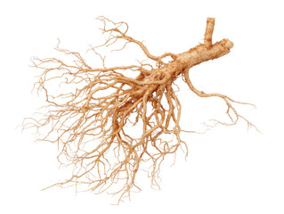 Light-tan root system, intricate branching, isolated on black