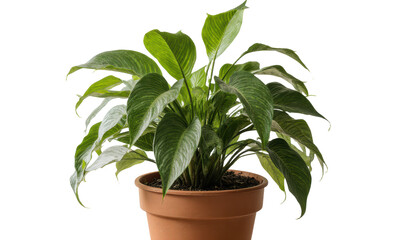 Obraz premium Lush Green Potted Plant with Textured Leaves Against White Background