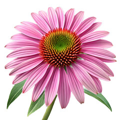 Pink Coneflower: A Stunning Floral Close-Up