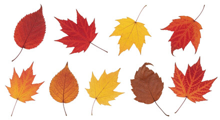 Fototapeta premium A colorful collection of various autumn leaves on a white background. isolated transparent background