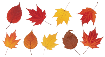 A colorful collection of various autumn leaves on a white background. isolated transparent background