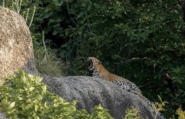 wild animal in the grass
