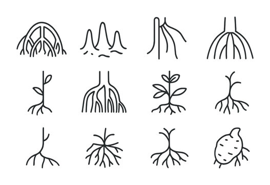 Specialized Roots Icons. Outline icon set of specialized roots: mangrove roots, cypress knees, orchid aerial