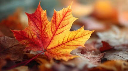 Close up of a single orange and red maple leaf on the ground, creating a colorful and seasonal autumn background.