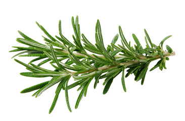 Fototapeta premium fresh rosemary sprig on white background.