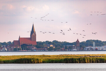 Fliegende Kraniche vor der Kulisse der Stadt Barth.